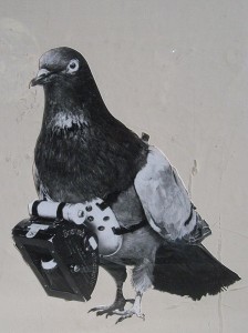 Camera Pigeon                           