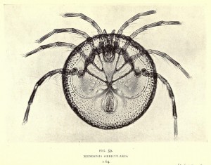 Mideopsis orbicularis                    